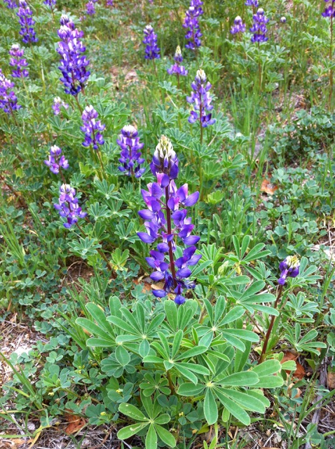 purple lupin california native flowers
