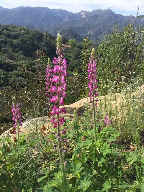 pink lupine california native flower