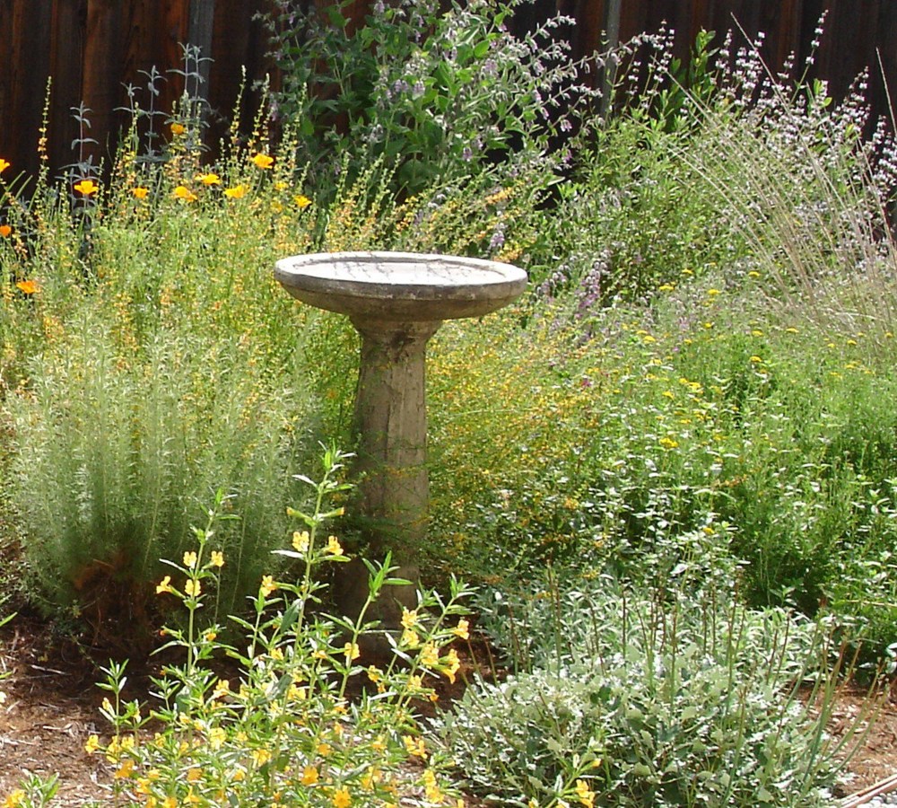 California natives Sticky Monkey, Buckwheat, Salvia, Poppies, and Coyote Mint, among others, surround the bird bath to create a wildlife habitat, butterfly and bee garden, and this peaceful view from a glider love-seat.